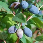 Haskap Berry Blue Haskap