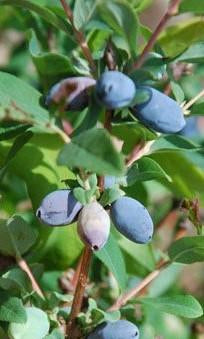 Haskap Berry Blue Haskap