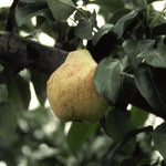 Pear Bartlett Bartlett Pear