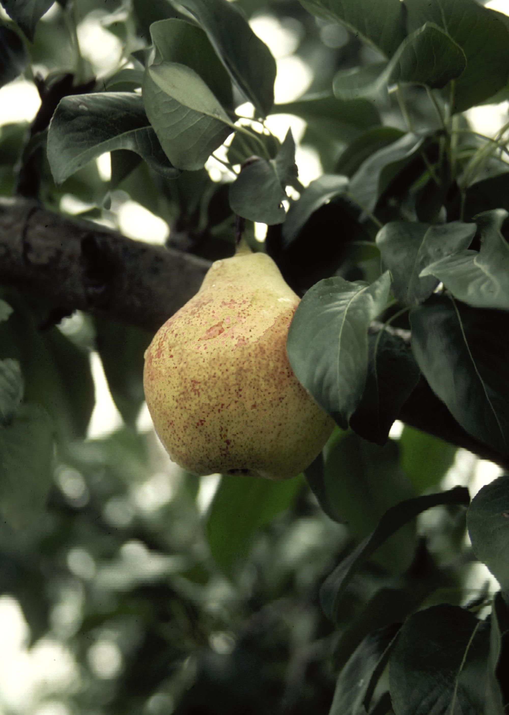 Pear Bartlett Bartlett Pear