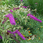 Buddleia davidii Harlequin Harlequin Butterfly Bush