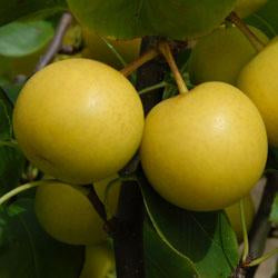 Pear Nijisseiki 20th Century Pear