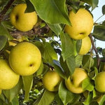 Pear Shinseiki Shinseiki Asian Pear