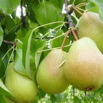 Pear Luscious Luscious Pear