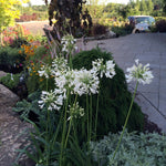 Agapanthus africanus Albidus Lily of the Nile