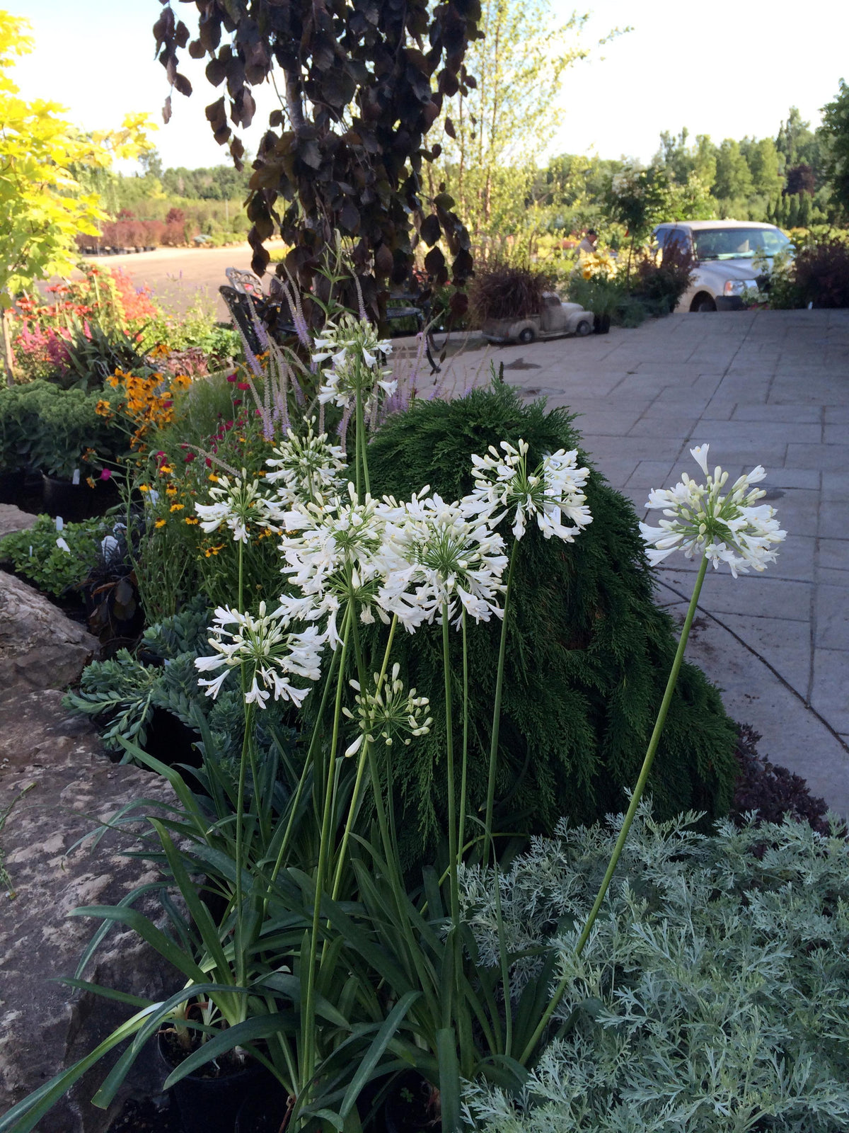 Agapanthus africanus Albidus Lily of the Nile