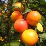 Plum Early Golden Early Golden Plum