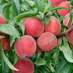 Peach Redhaven Redhaven Peach