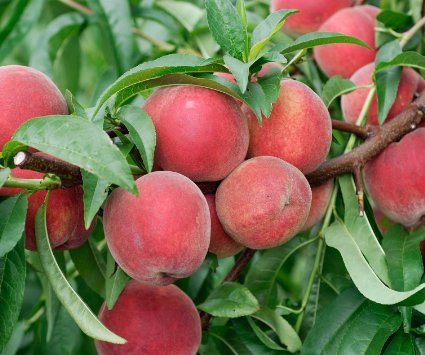 Peach Redhaven Redhaven Peach