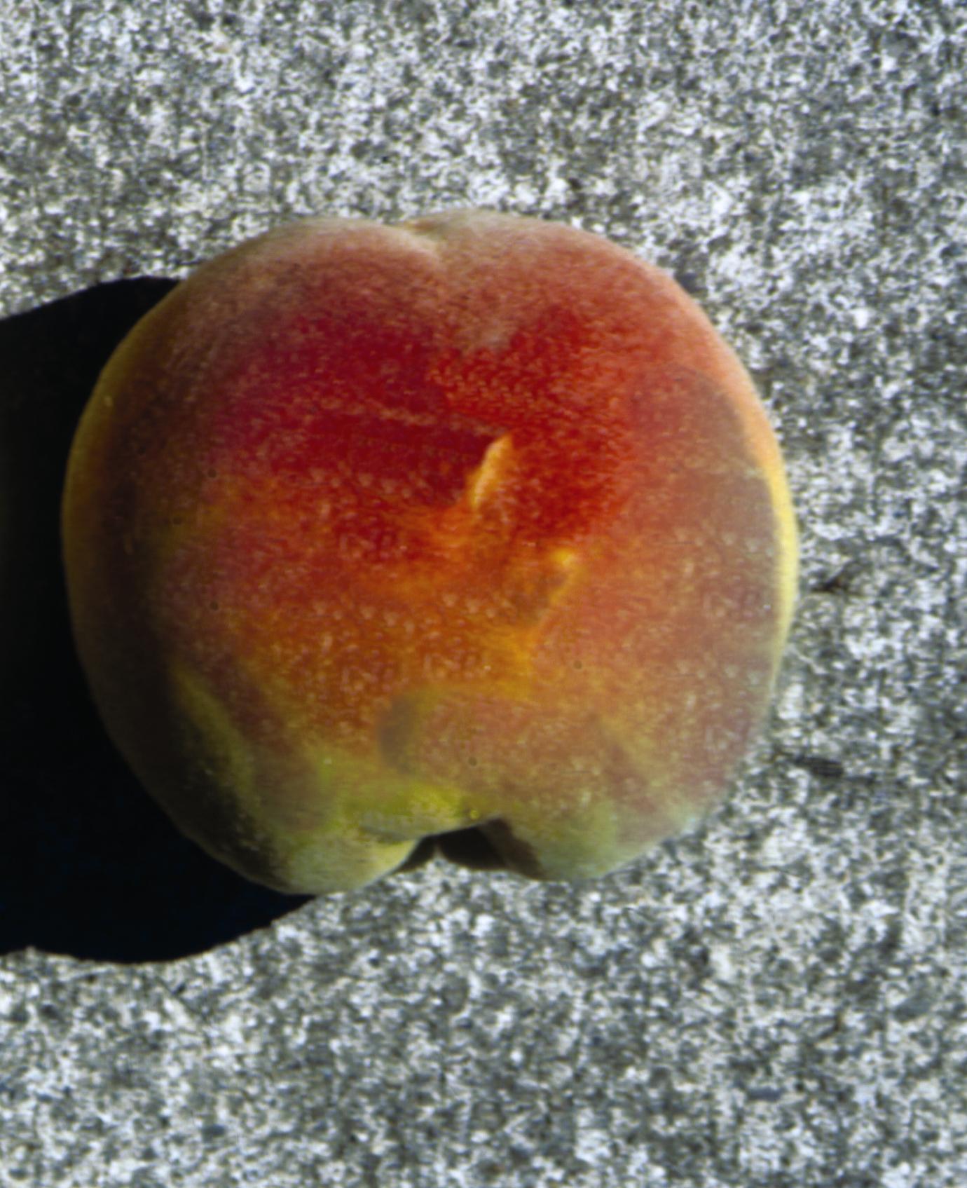 Peach Reliance Reliance Peach