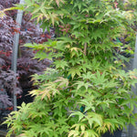 Acer palmatum Osakazuki Akame Osakazuki Akame Japanese Maple