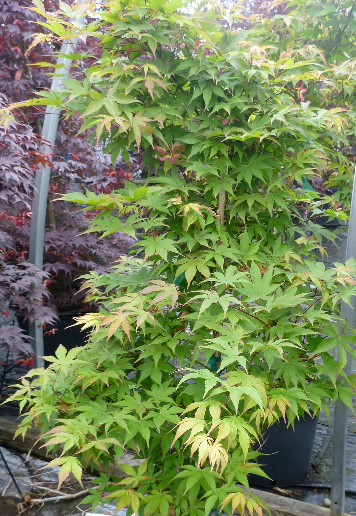 Acer palmatum Osakazuki Akame Osakazuki Akame Japanese Maple