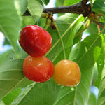 Cherry Rainier Rainier Cherry