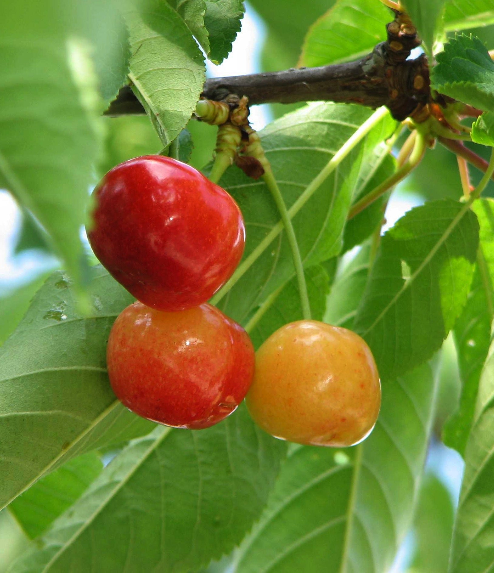 Cherry Rainier Rainier Cherry