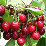 Cherry Van Van Cherry