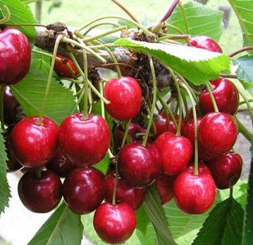 Cherry Van Van Cherry