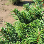 Abies alba Pyramidalis Pyramidal European Silver Fir