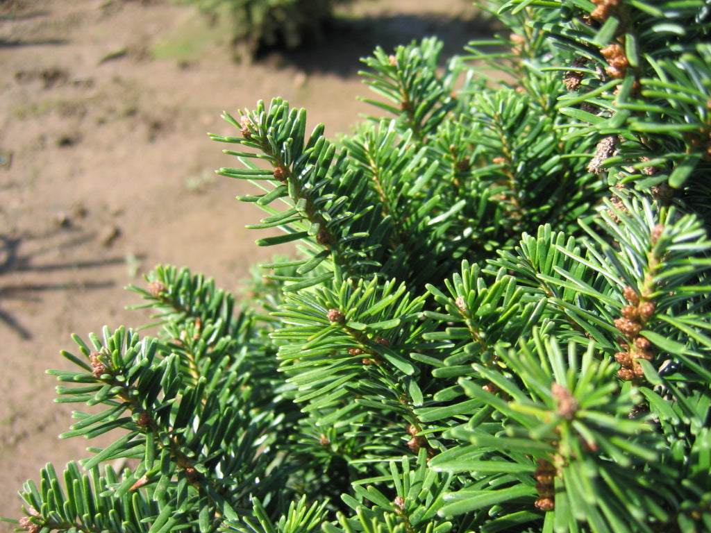 Abies alba Pyramidalis Pyramidal European Silver Fir