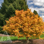 Acer palmatum Orange Dream Orange Dream Japanese Maple