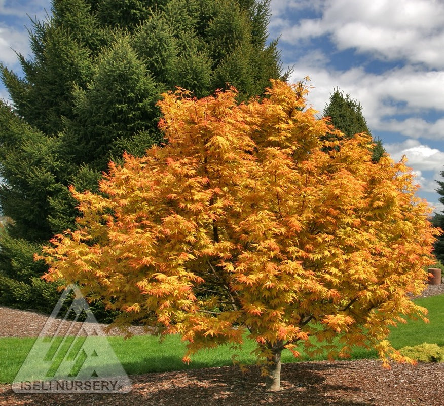 Acer palmatum Orange Dream Orange Dream Japanese Maple