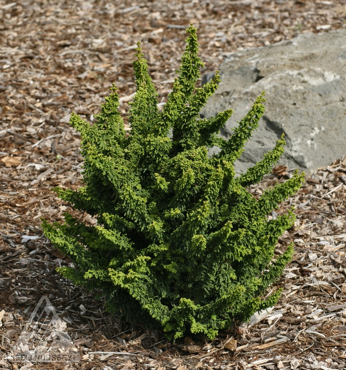 Chamaecyparis obtusa Chirimen Hinoki Falsecypress