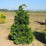 Chamaecyparis obtusa Compacta Hinoki Falsecypress