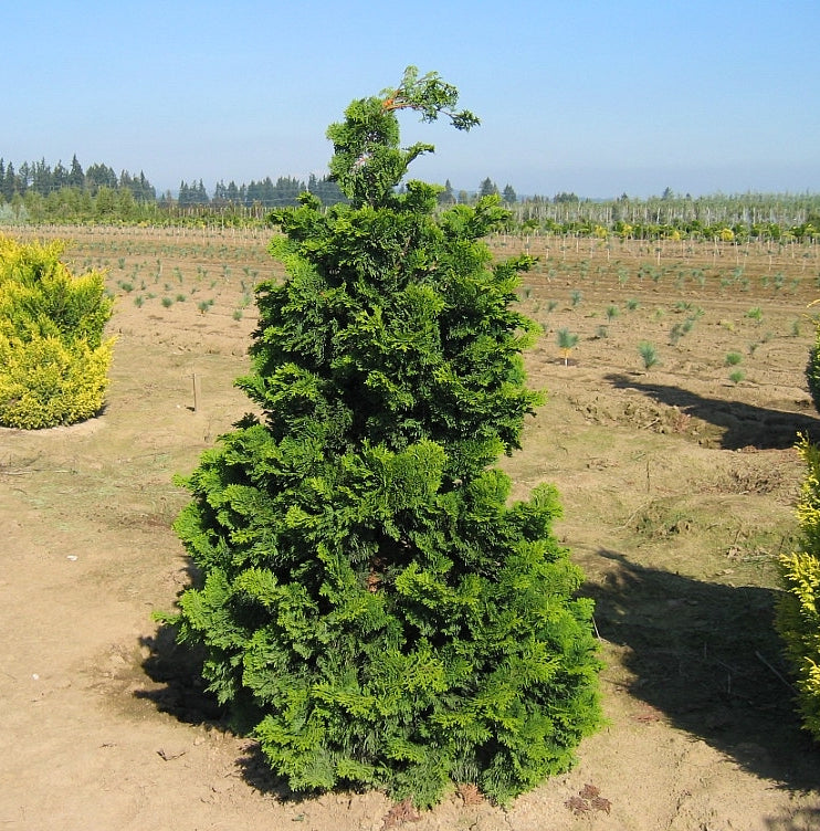 Chamaecyparis obtusa Compacta Hinoki Falsecypress