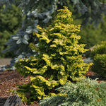 Chamaecyparis obtusa Confucius Hinoki Cypress