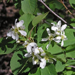 Amelanchier alnifolia Saskatoon Berry