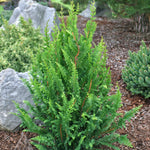 Chamaecyparis obtusa Filicoides Compacta Fernleaf Hinoki Falsecypress