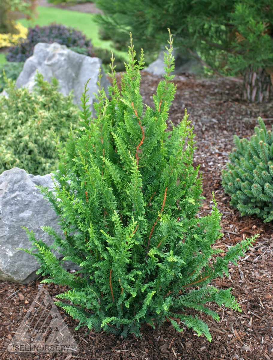 Chamaecyparis obtusa Filicoides Compacta Fernleaf Hinoki Falsecypress