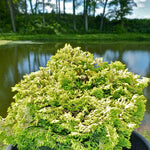 Chamaecyparis obtusa Nana Lutea Golden Dwarf Hinoki Falsecypress