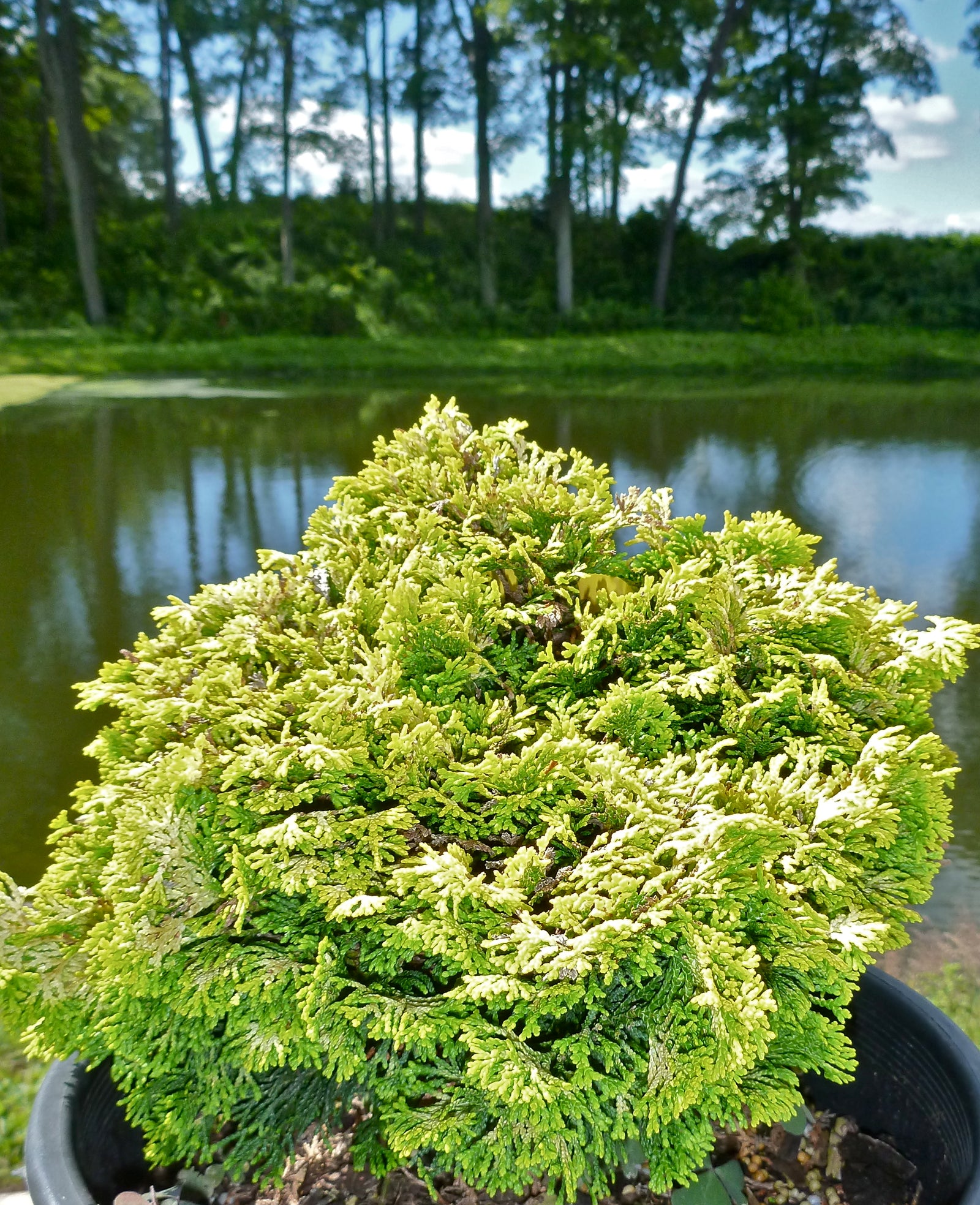 Chamaecyparis obtusa Nana Lutea Golden Dwarf Hinoki Falsecypress