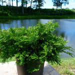 Chamaecyparis obtusa Pygmaea Aurescens Bronze Pygmy Hinoki Falsecypress