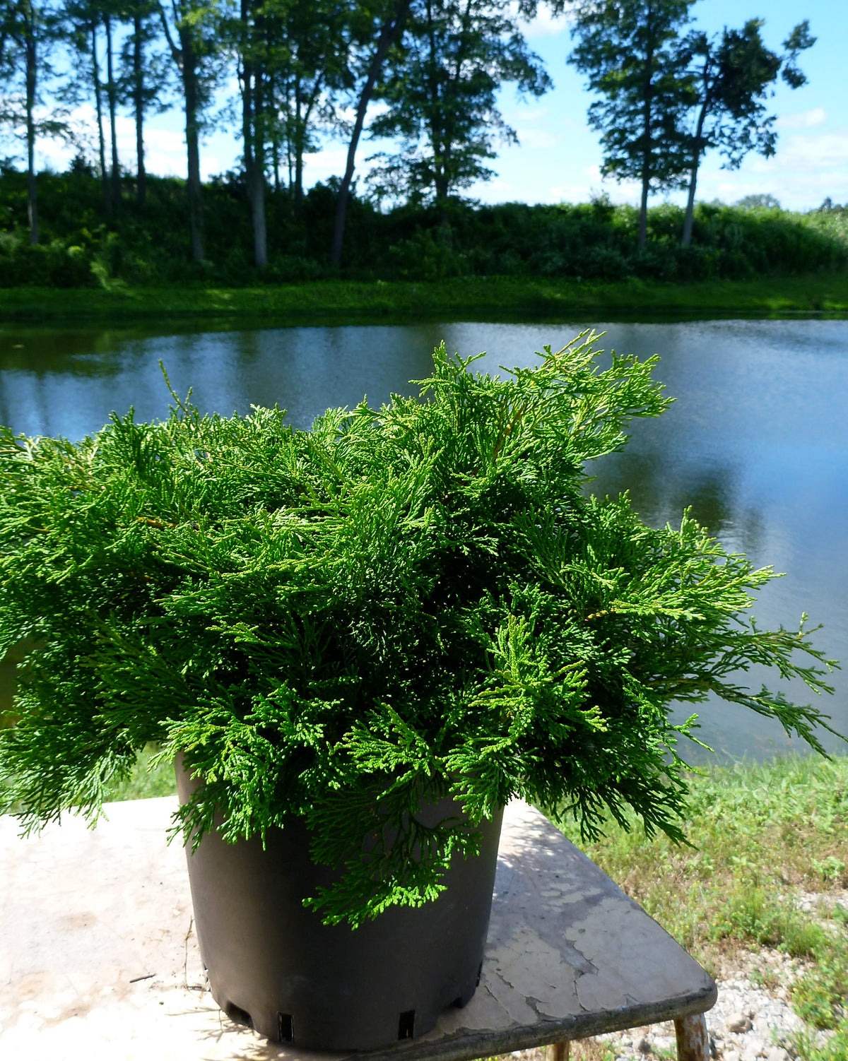 Chamaecyparis obtusa Pygmaea Aurescens Bronze Pygmy Hinoki Falsecypress
