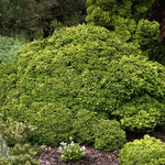 Chamaecyparis pisifera Tsukumo Japanese Falsecypress