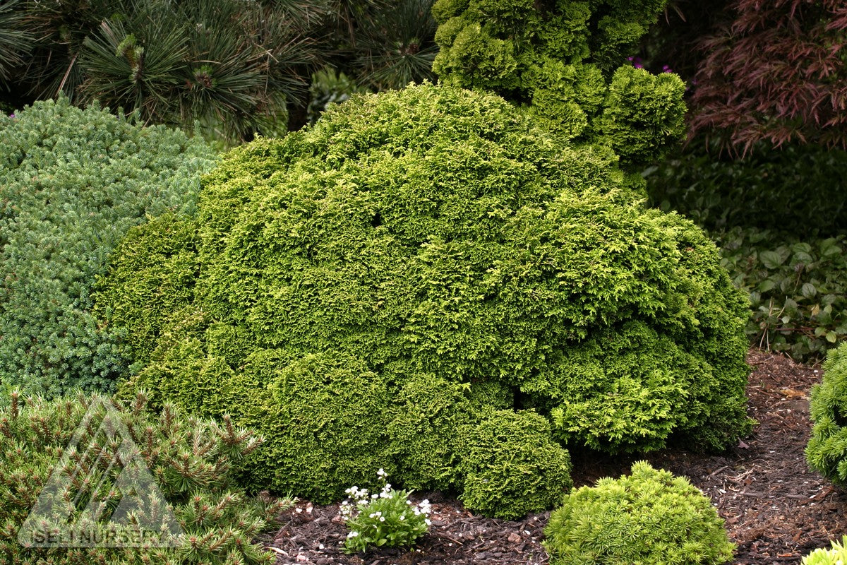 Chamaecyparis pisifera Tsukumo Japanese Falsecypress