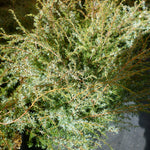 Juniperus communis var. Depressa Depressa Juniper