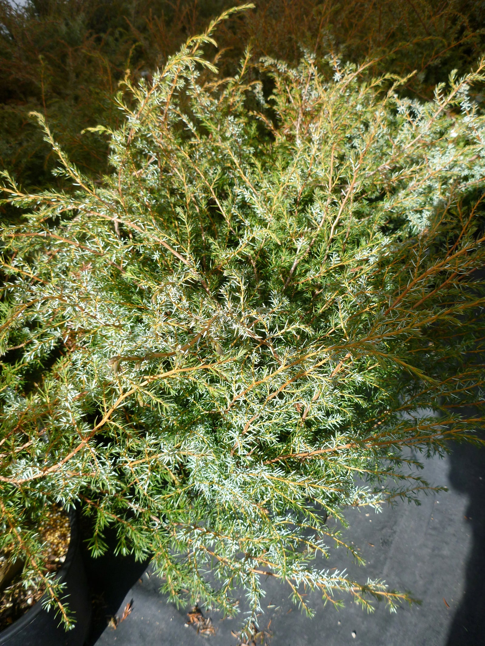 Juniperus communis var. Depressa Depressa Juniper