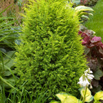 Juniperus communis Gold Cone Gold Cone Juniper
