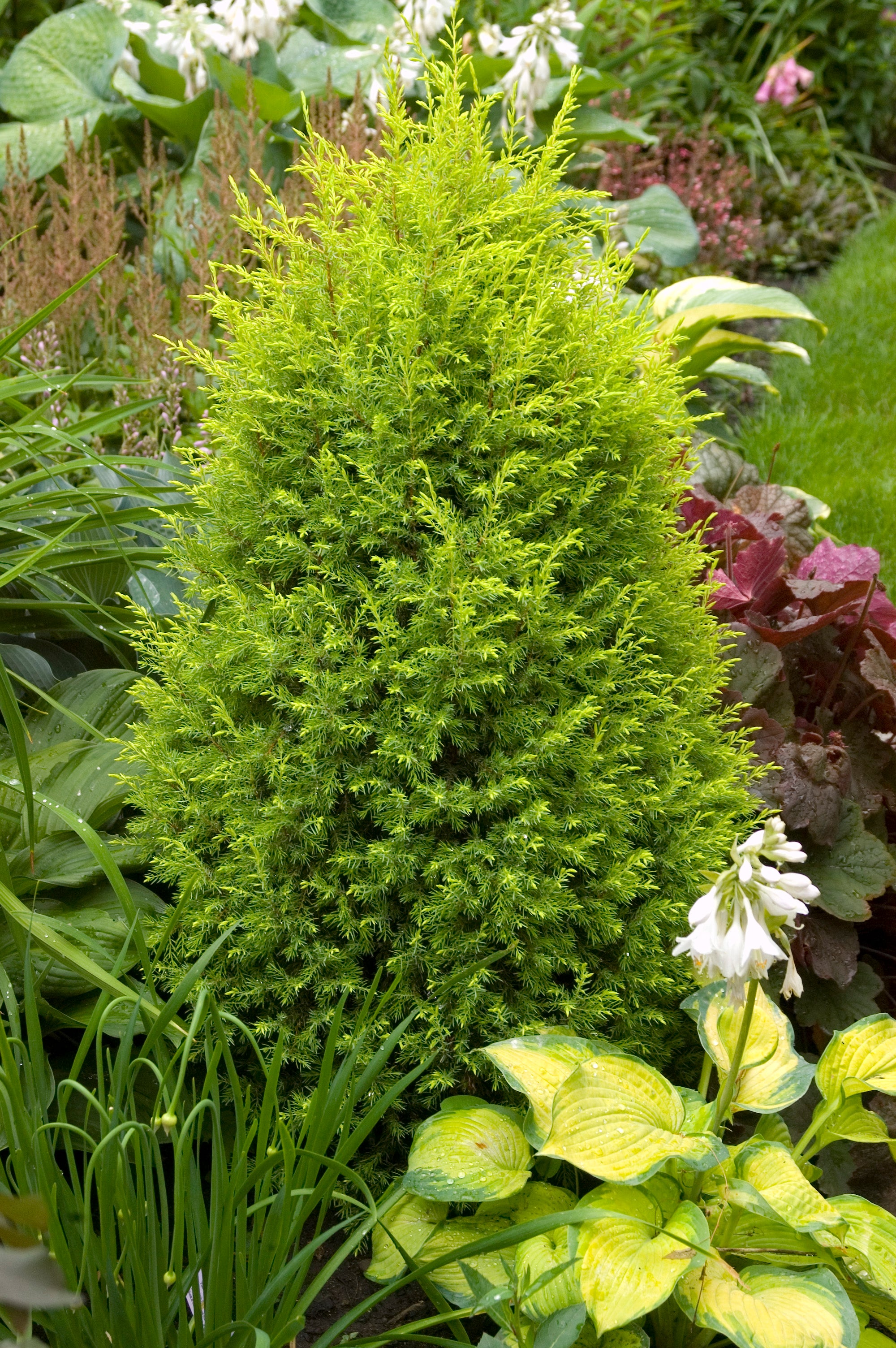 Juniperus communis Gold Cone Gold Cone Juniper