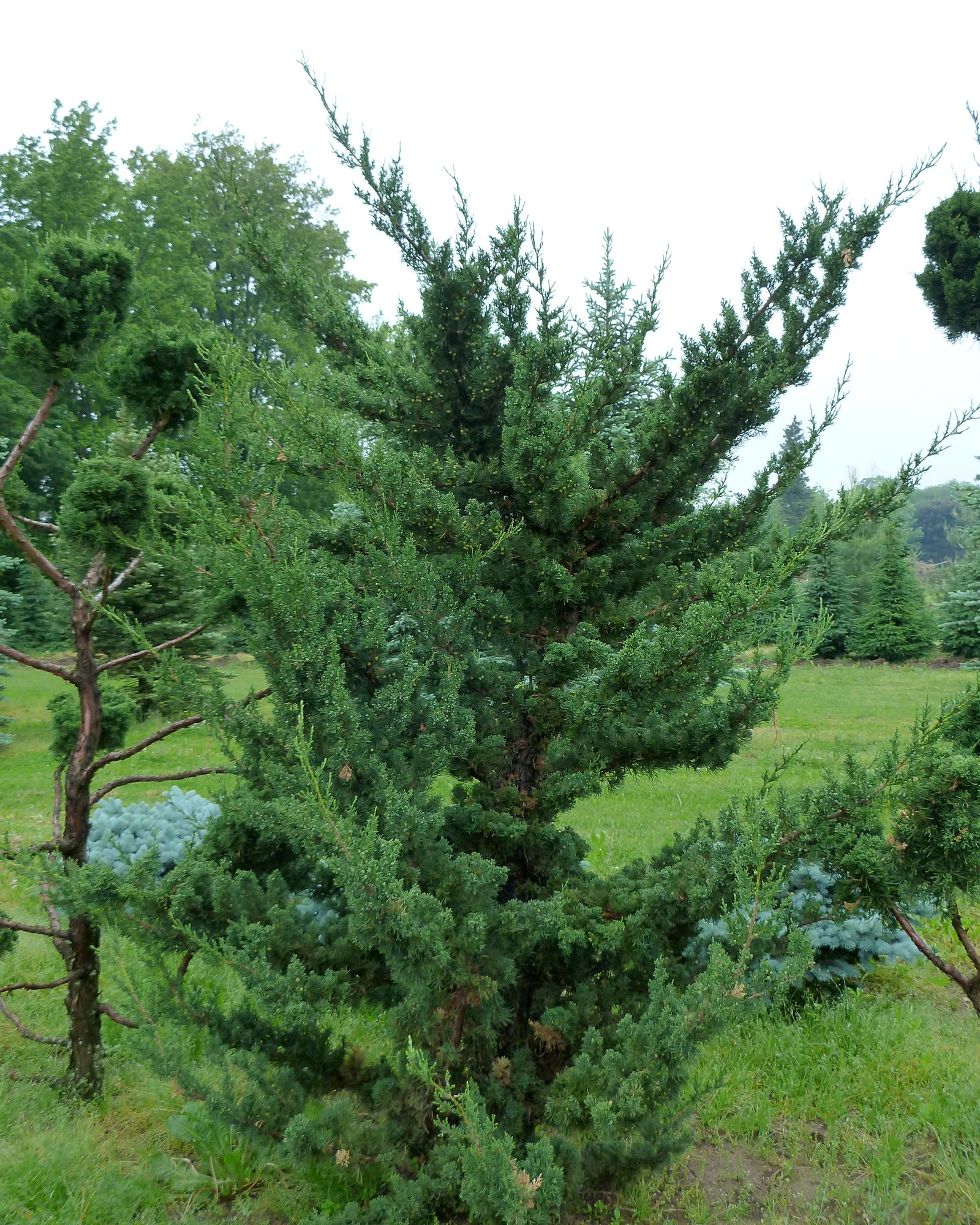 Juniperus virginiana Robusta Green Robusta Green Juniper