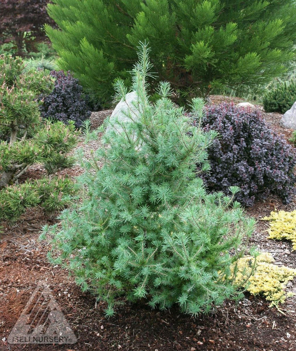 Larix laricina Deborah Waxman Deborah Waxman Eastern Larch