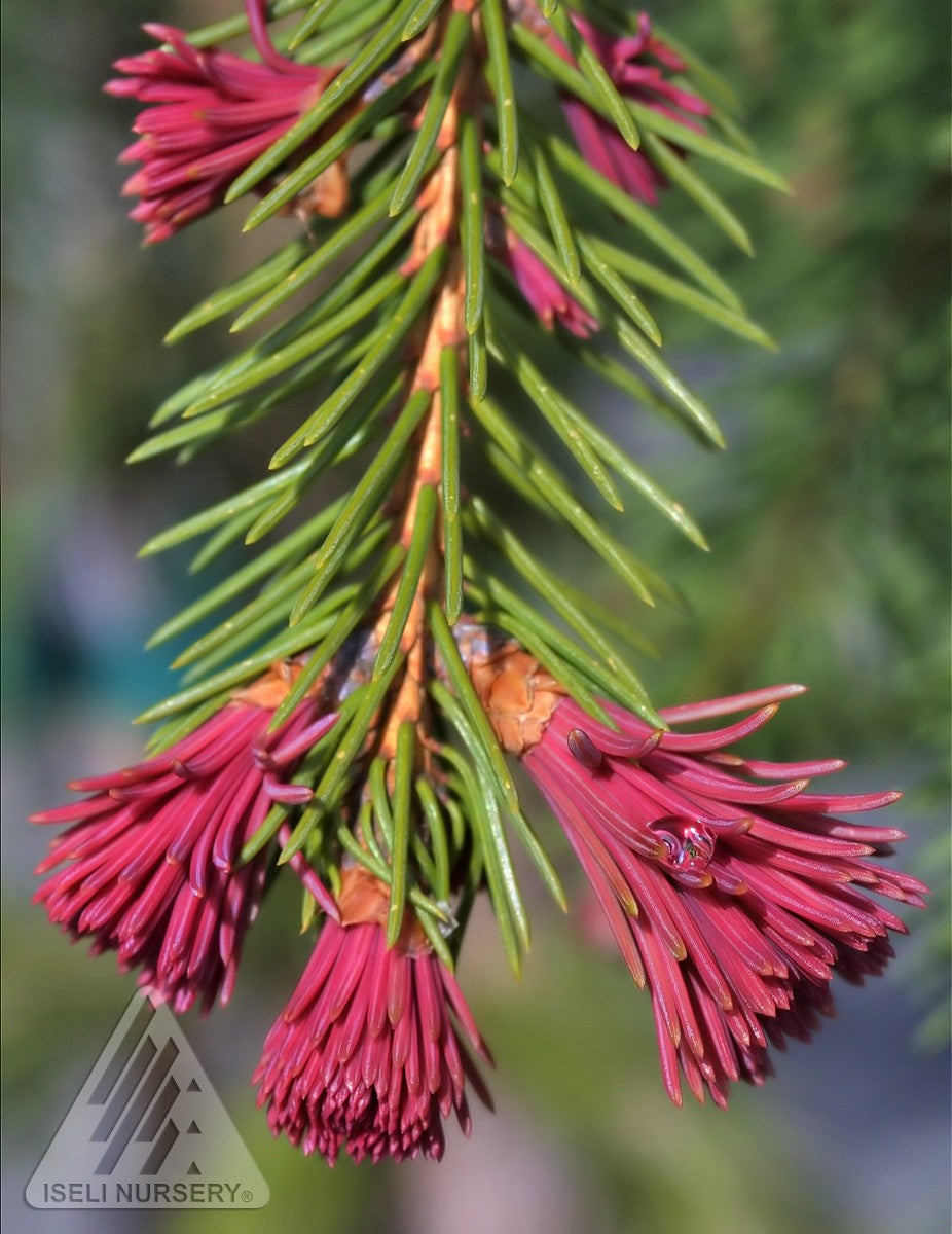 Picea abies Rubra Spicata Red tipped Norway Spruce