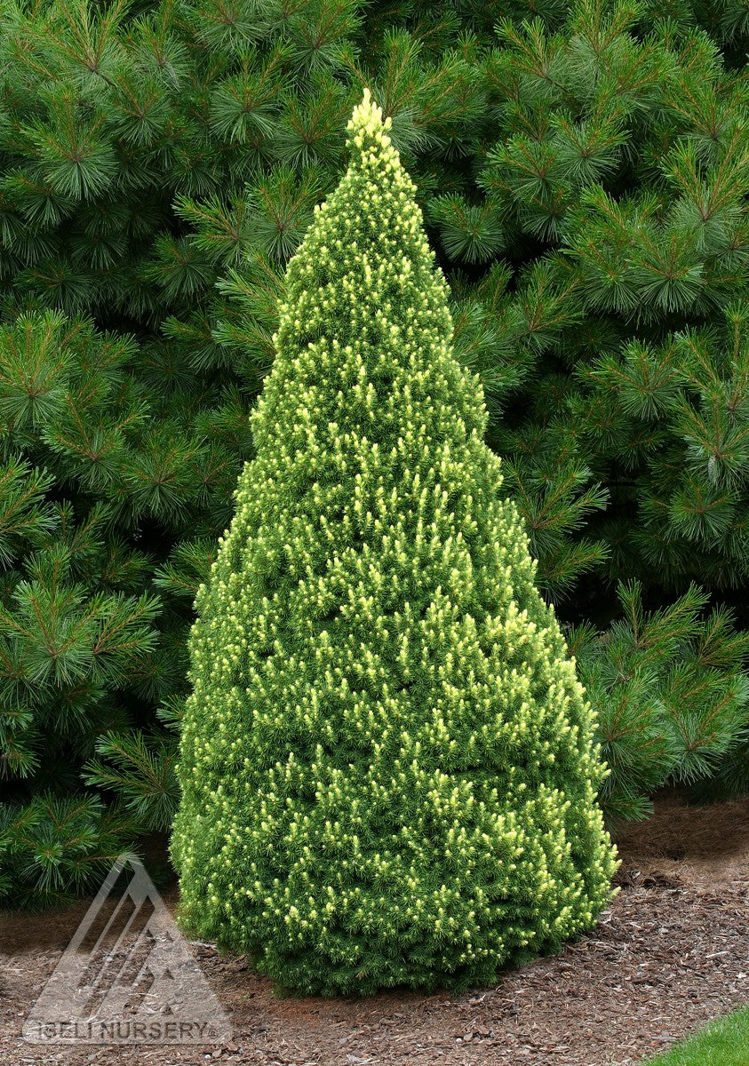 Picea glauca Rainbow's End Rainbow's End Alberta Spruce