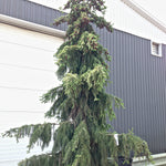 Picea omorika Pendula Weeping Serbian Spruce