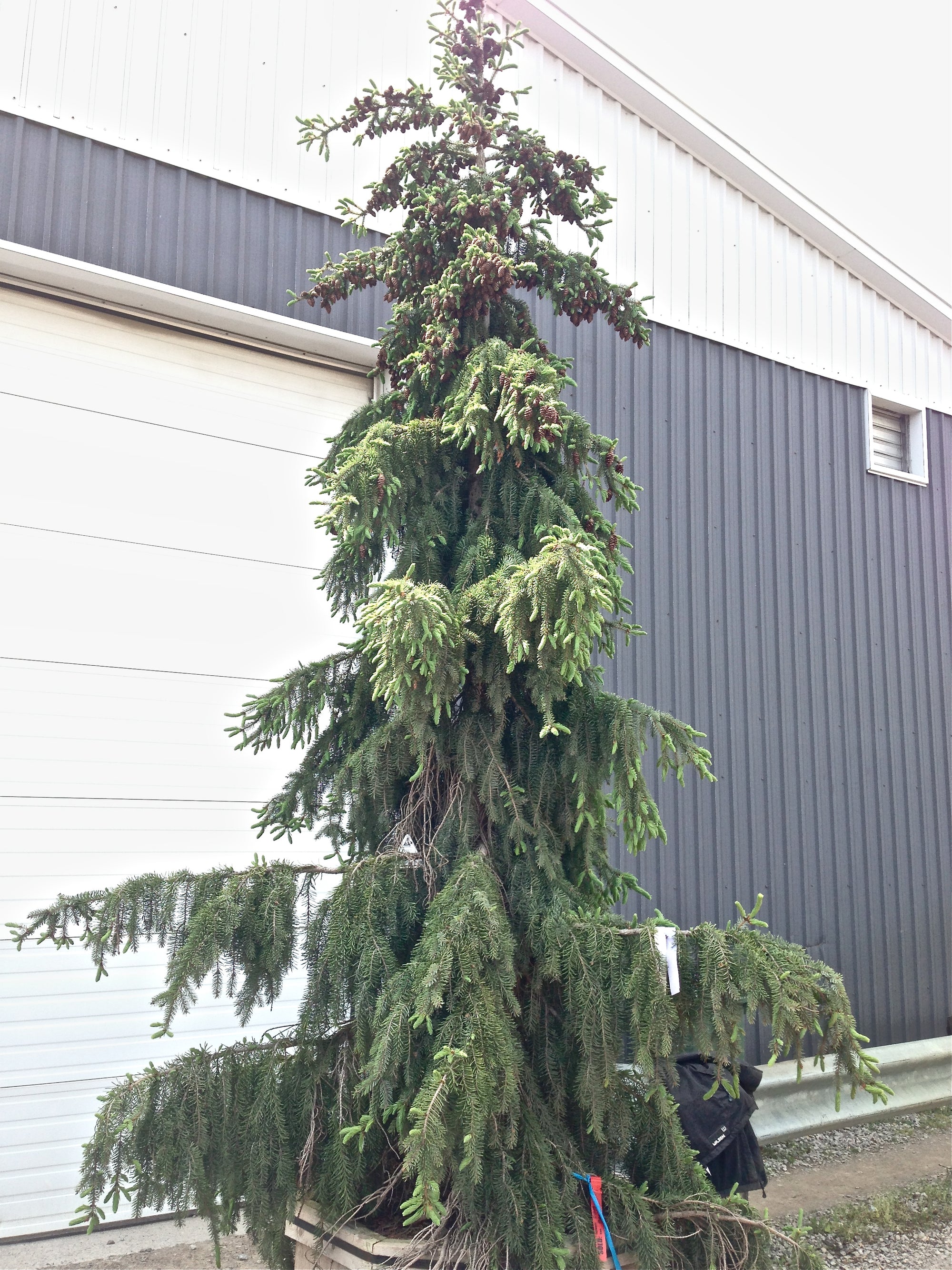 Picea omorika Pendula Weeping Serbian Spruce