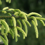 Picea orientalis Early Gold Early Gold Caucasian Spruce