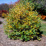 Betula nigra Fox Valley Little King Fox Valley River Birch