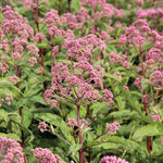 Eupatorium maculatum Atropurpureum Joe Pye Weed